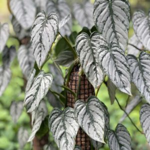 Philodendron branditianum