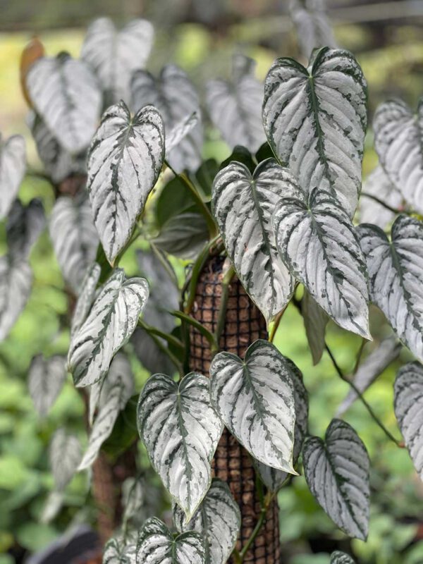 Philodendron branditianum