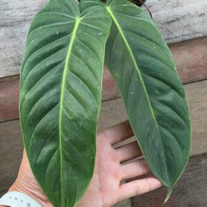 Philodendron esmeraldense Narrow