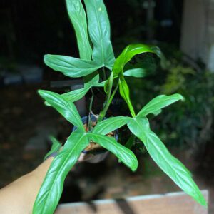 Philodendron holtonianum