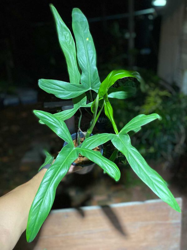 Philodendron holtonianum