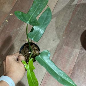 Philodendron logilobatum 'Lelano Miyano'