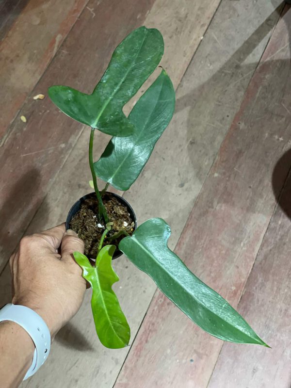 Philodendron logilobatum 'Lelano Miyano'
