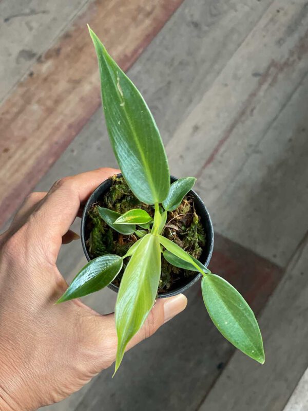 Philodendron Spiritus Sancti - Image 2