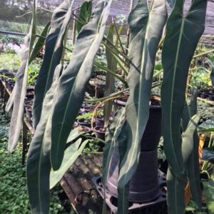 Philodendron Spiritus Sancti