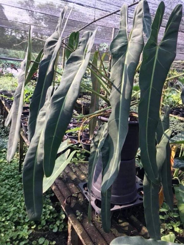 Philodendron Spiritus Sancti