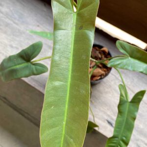 Philodendron atabapoense
