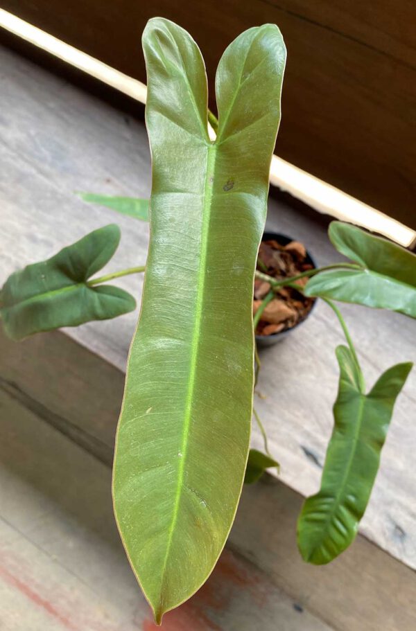 Philodendron atabapoense