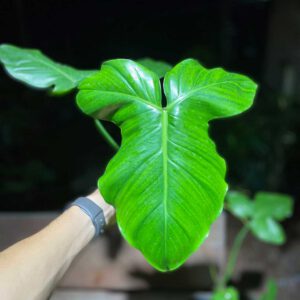 Philodendron barrosoanum