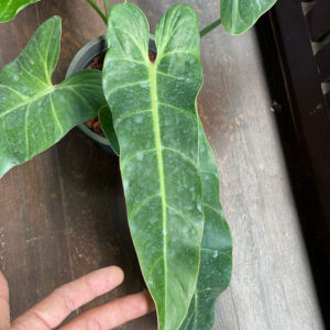 Philodendron bernardopazii