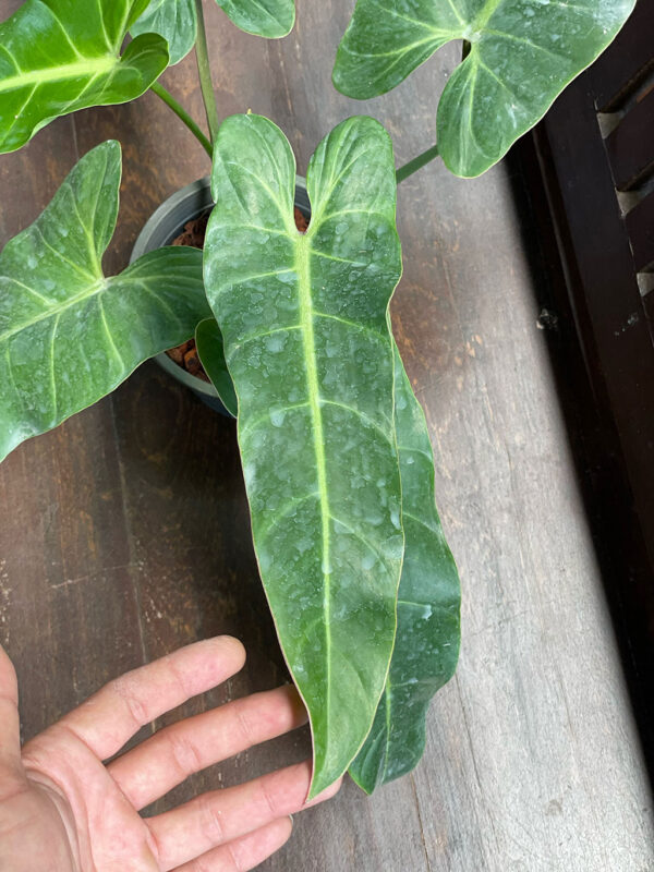 Philodendron bernardopazii
