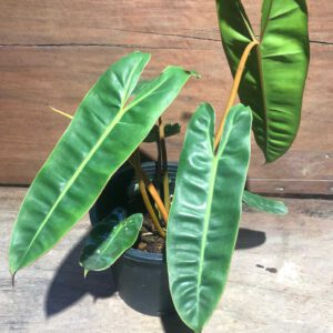 Philodendron billitiae