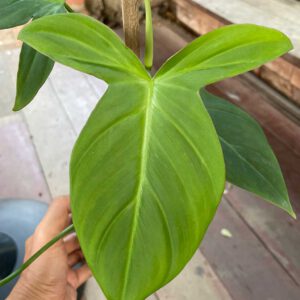Philodendron camposportoanum