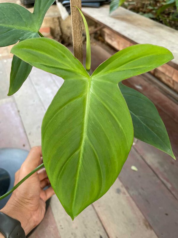 Philodendron camposportoanum
