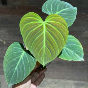 Philodendron elchoco Red