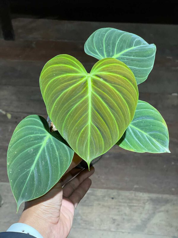 Philodendron elchoco Red