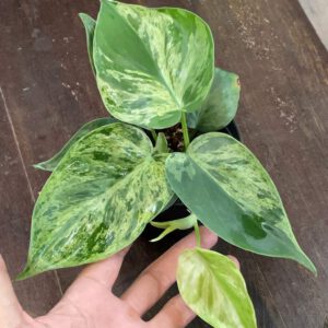 Philodendron hederaceum variegated