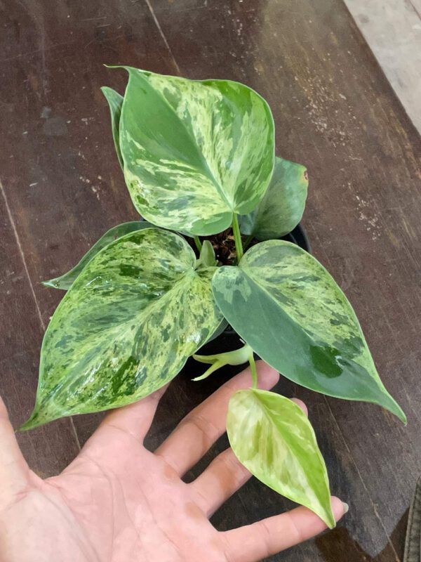 Philodendron hederaceum variegated