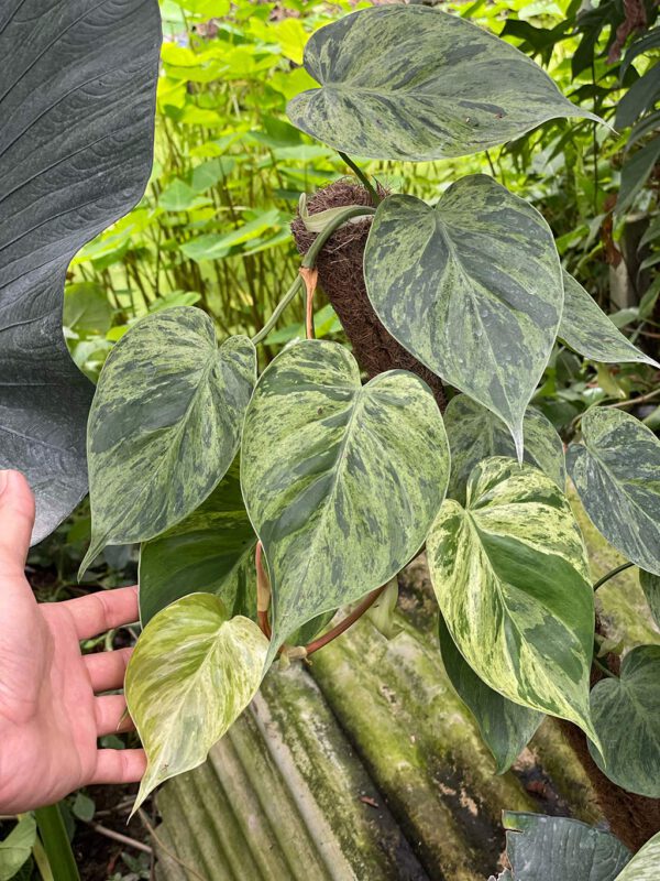 Philodendron hederaceum variegated - Image 2