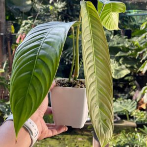 Philodendron heterocraspedon