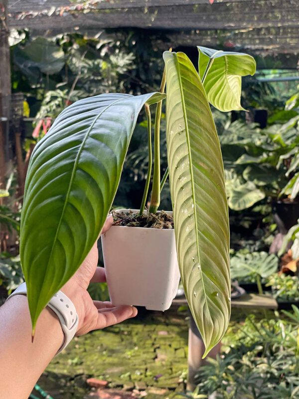 Philodendron heterocraspedon
