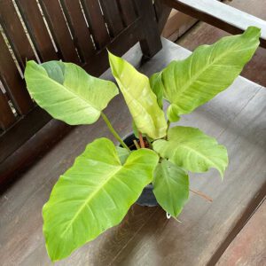Philodendron snowdrift