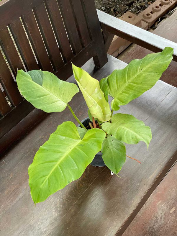 Philodendron snowdrift