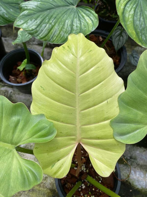 Philodendron snowdrift - Image 2
