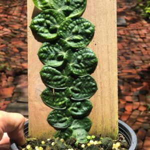 Rhaphidophora celatocaulis