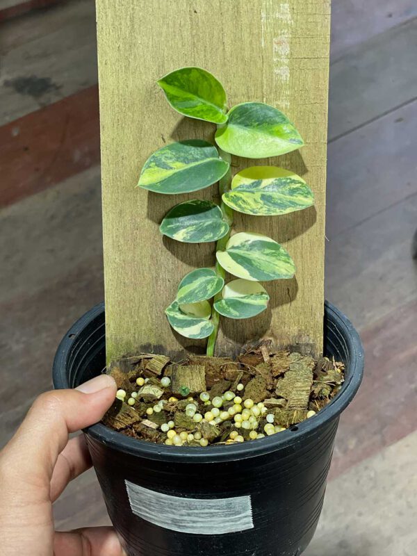 Rhaphidophora hayi variegated No.1