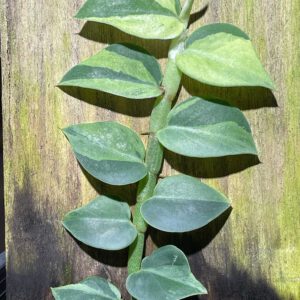 Rhaphidophora hayi variegated No.4