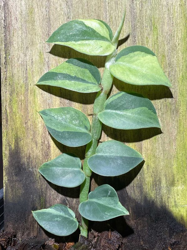 Rhaphidophora hayi variegated No.4
