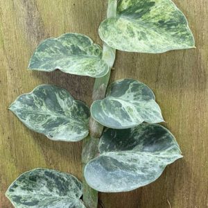 Rhaphidophora hayi variegated No.2