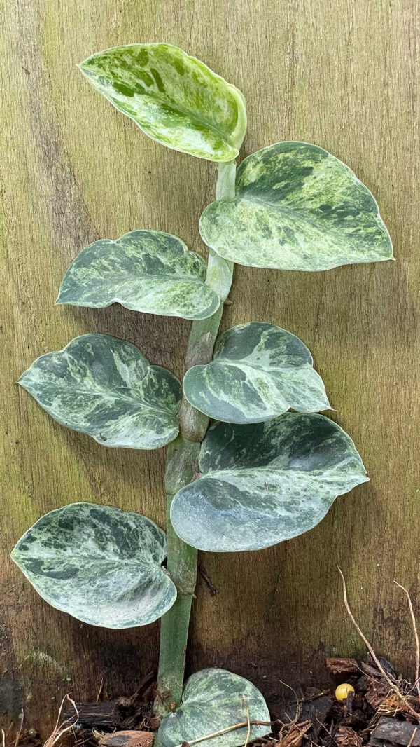 Rhaphidophora hayi variegated No.2