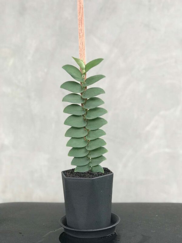 Rhaphidophora Silver Blue