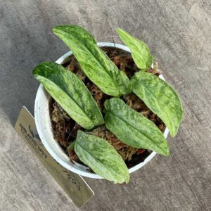 Rhaphidophora sp Mint variegated