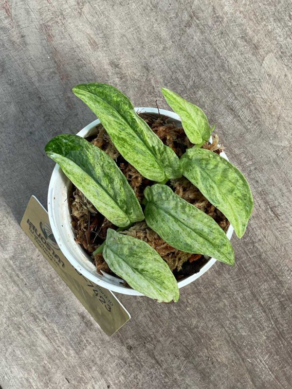 Rhaphidophora sp Mint variegated