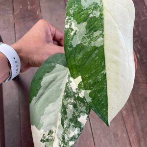 Syngonium chiapense variegated
