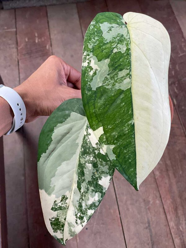 Syngonium chiapense variegated