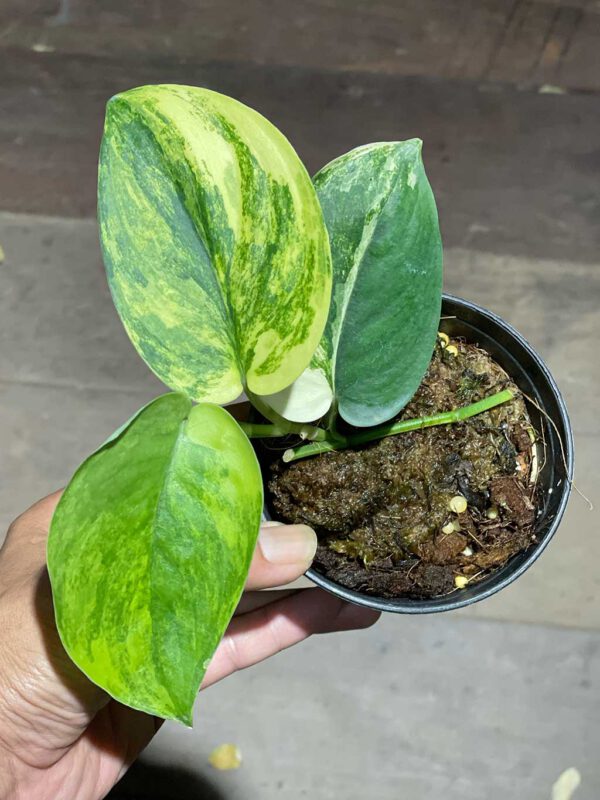 Scindapsus jade satin variegated - Image 2