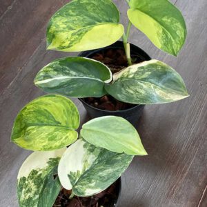 Scindapsus jade satin variegated