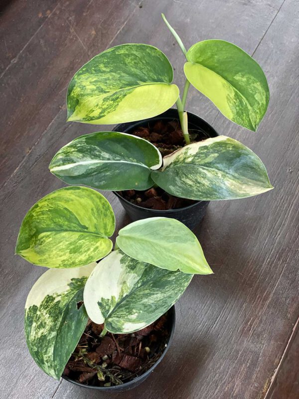 Scindapsus jade satin variegated