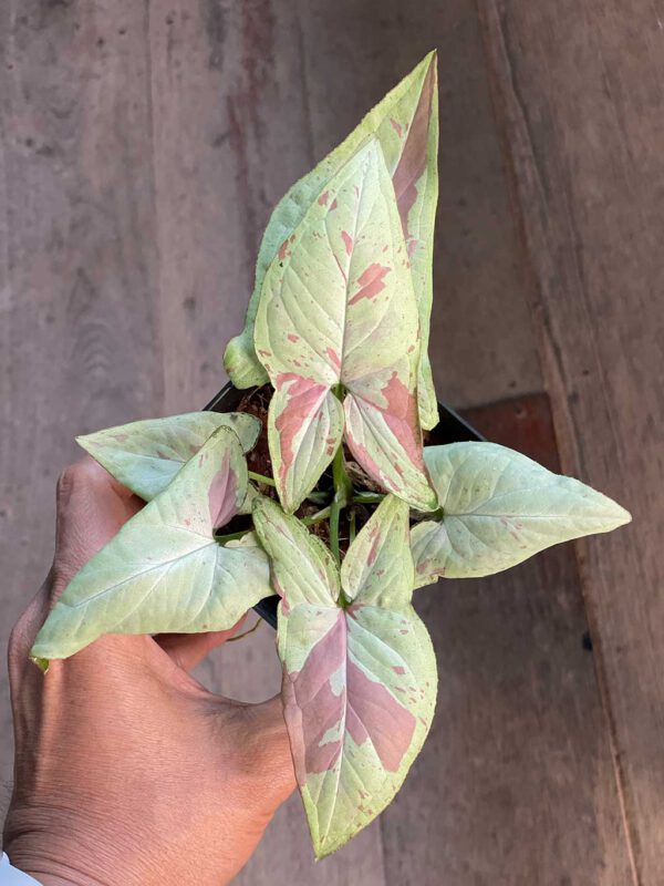 Syngonium pink salmon
