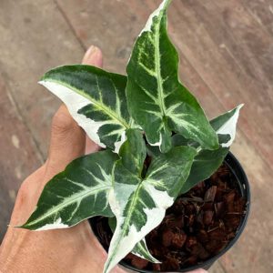 Syngonium T25