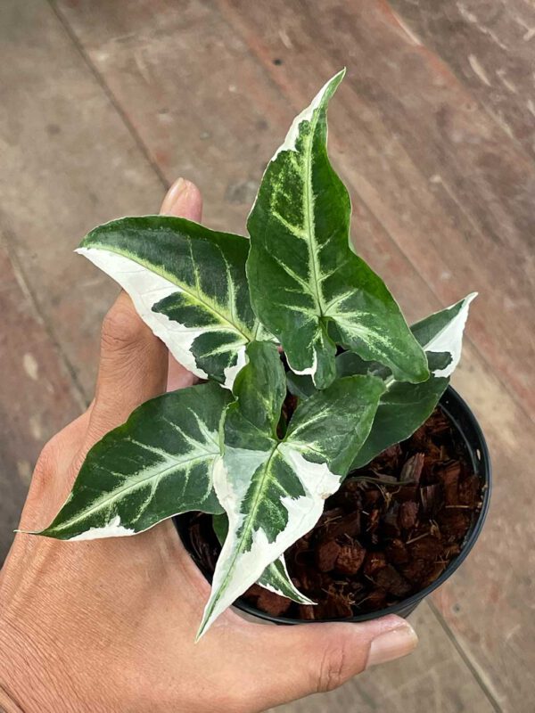Syngonium T25