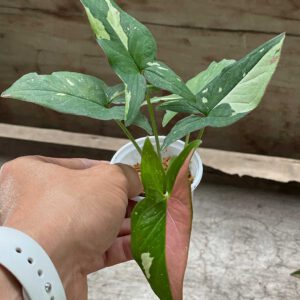 Syngonium tricolor
