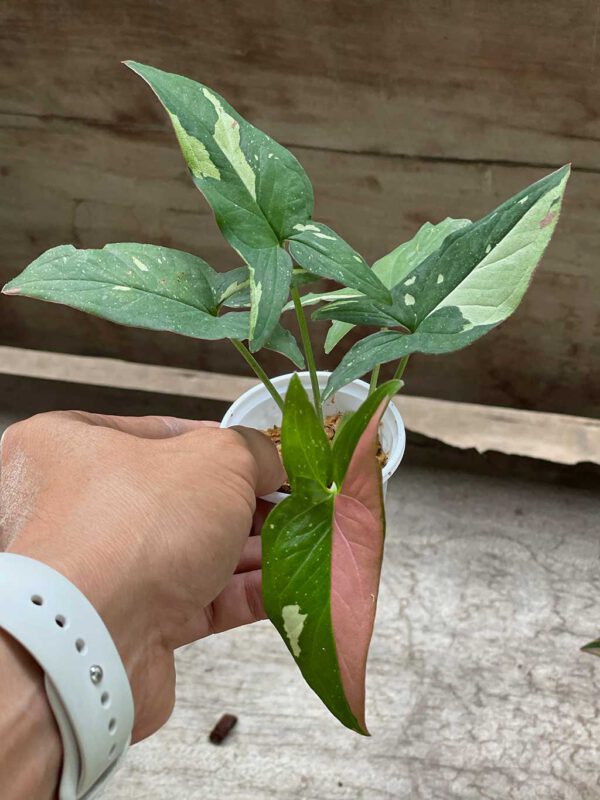 Syngonium tricolor