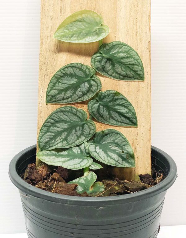 Monstera dubia