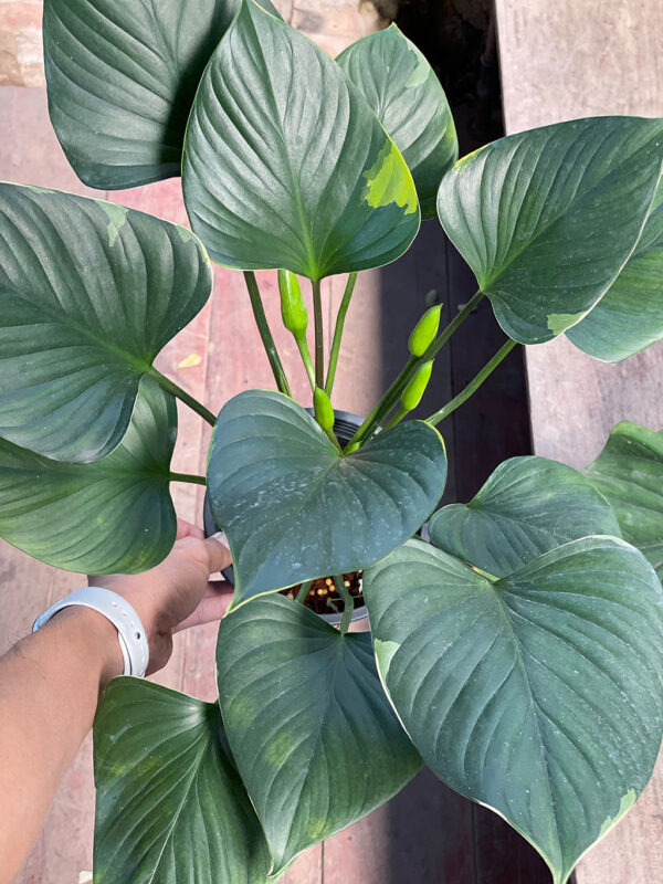 Homalomena expedita variegated