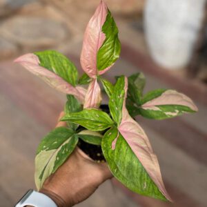 Syngonium pink splash